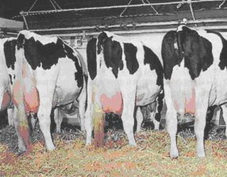 Доїльне обладнання – головний переносник збудників маститу у корів